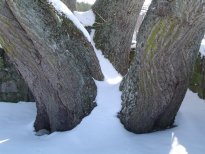 Snow covered tree trunks