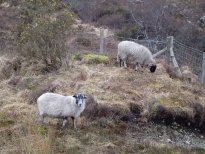 Sheepies